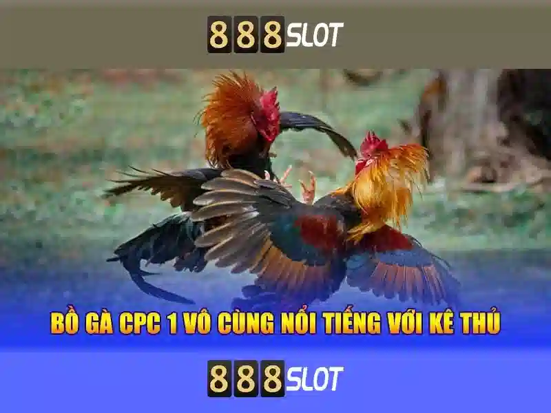 Nguoi dung va cong dong phan hoi